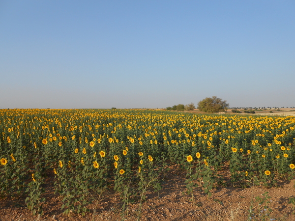 girasoles