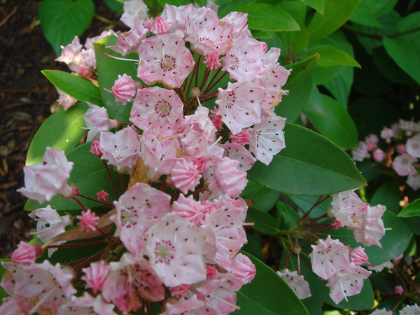 Kalmia latifolia