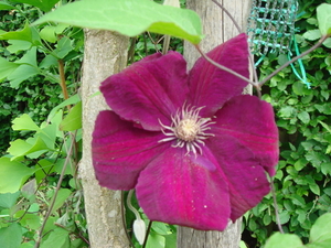 Clematis, Ville De lyon