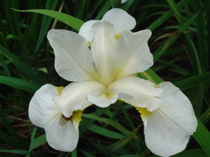 Iris Sibirica