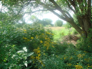 achterzijde met solidago en krulwilg