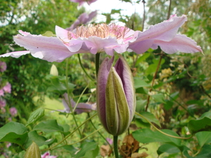 clematis, dokter Ruppel