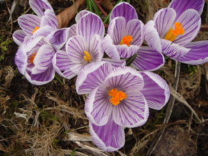 Crocus