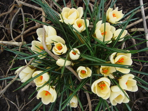 Gele crocus