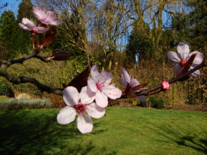 Prunus, een vroege bloeier