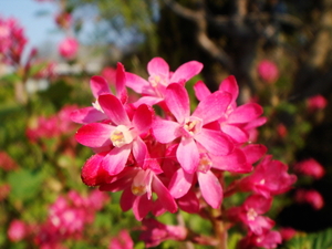 Ribes Sanguineum