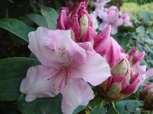 rhodo pink pearl