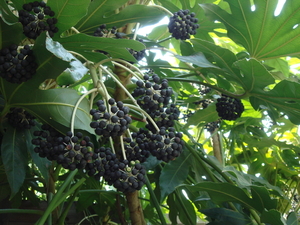 Fatsia Japonica