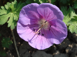 Geranium of ooievaarsbek