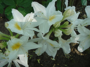 Rhodo persil