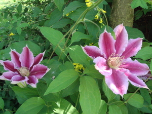 Clematis Dokter Ruppel