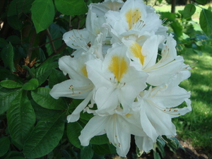 Rhodo persil_2