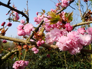 Japanse kerselaar in bloei