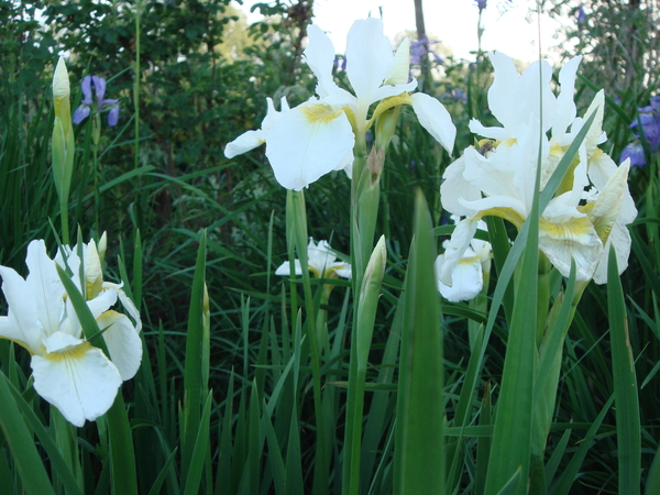 Iris Sibirica - wit_2