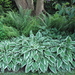 Hosta's en varens onder de krulwilg