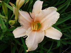 Hemerocallis, of daglelie