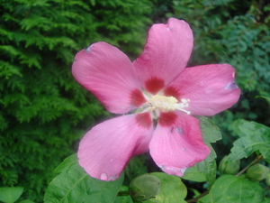 HIBISCUS