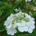 HYDRANGEA WHITE