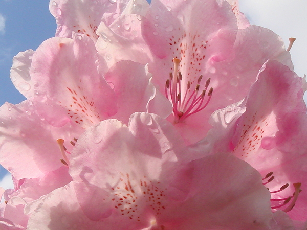 Pink pearl in volle glorie