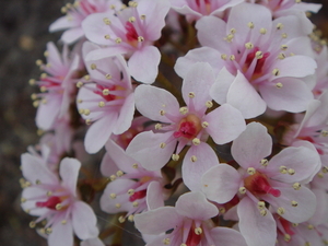 de bloem van de darmera voordat de bladeren verschijnen