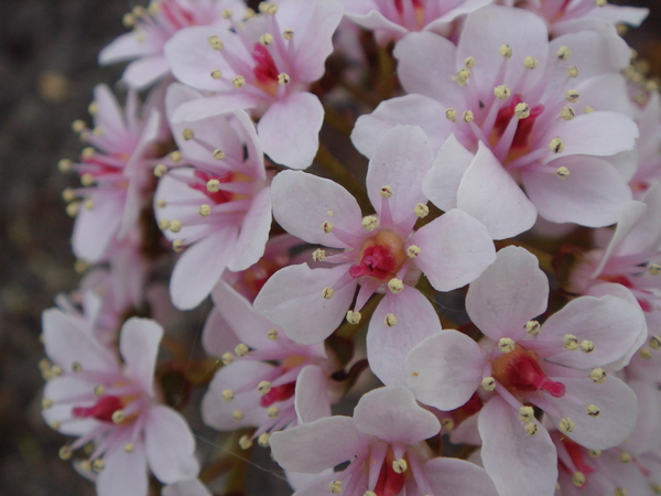 de bloem van de darmera voordat de bladeren verschijnen