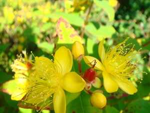 hypericum