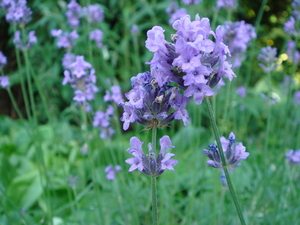 lavendel