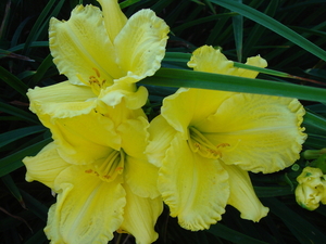 hemerocallis of daglelie