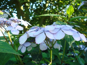 hydrangea Bluebird