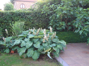 hosta's tussen een vijgeboom en een olijfboom