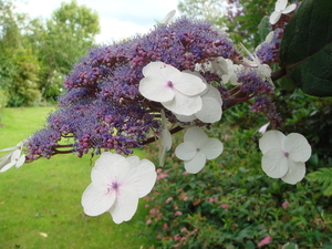 fascinerend, die Hydrangea's