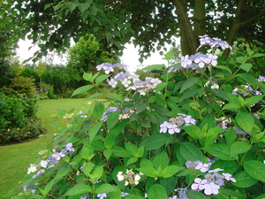 Hydrangea bluebird vond zijn plaatsje onder de linde