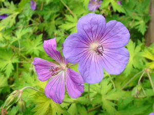 Blauwe geranium