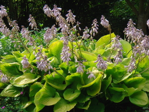 Hosta sum and substance