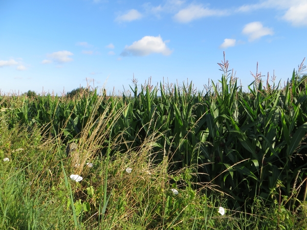 2013-08-03 Onkerzele 003