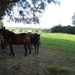 2013-08-03 Onkerzele 005