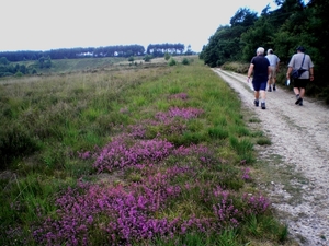 voor de purpere heide is't te vroeg