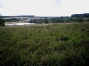 herder met schapen en collies