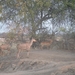 malawi 2003 030