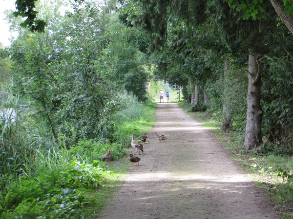 2013-08-11 Overijse 003