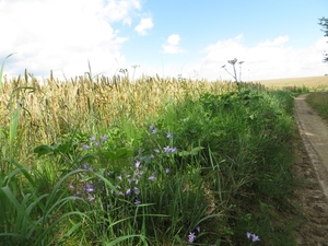 2013-08-11 Overijse 007