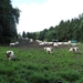 2013-08-11 Overijse 017