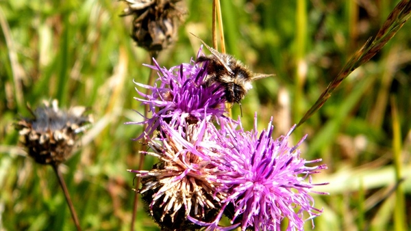 marcheurs hautes roches dourbes