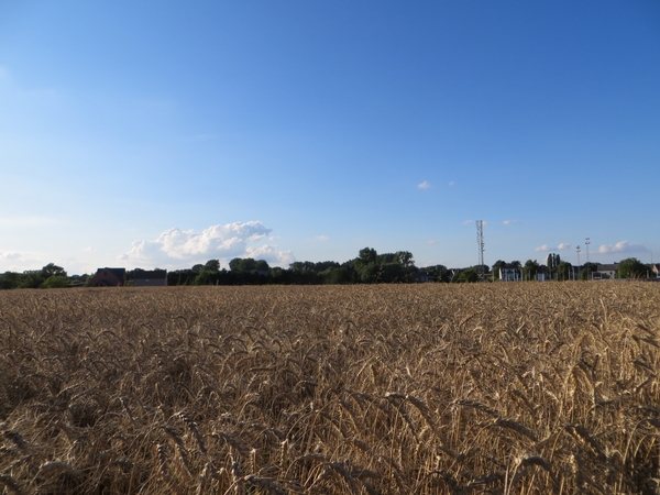 2013-08-13 Denderhoutem 005