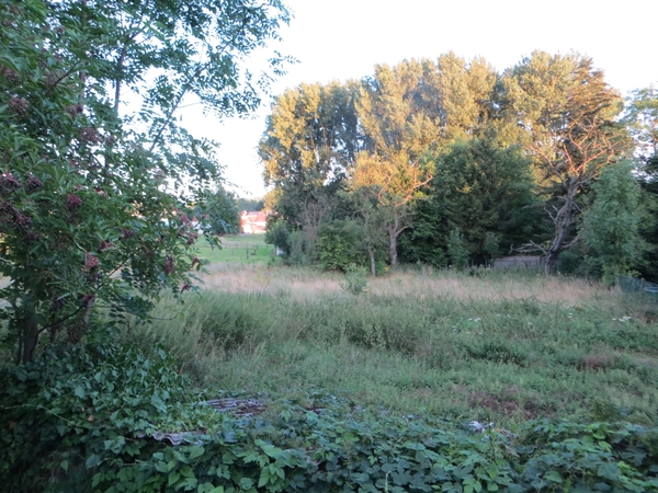 2013-08-13 Denderhoutem 013