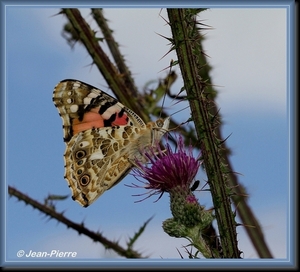 Distelvlinder - Vanessa cardui IMG_4843