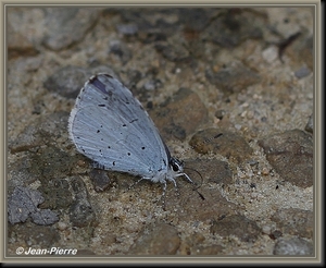 Boomblauwtje - Celastrina argiolus IMG_6540