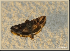 Gamma-uil - Autographa gamma IMG-0294