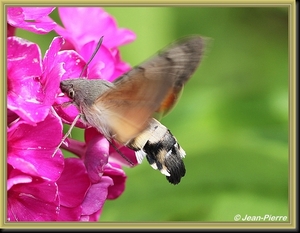 Kolibrievlinder - Macroglossum stellatarum IMG-3001