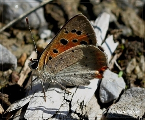 Kleine vuurvlinder - Lycaena phlaeas IMG_1359 (2)